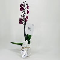 Orchid plant No.11324 - Image 2