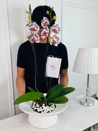 Phalaenopsis Plant No.16783 - Image 2