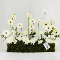 12952 - صورة 1