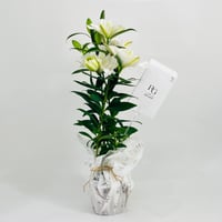 10503-249 - صورة 1