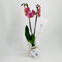 Phalaenopsis Violet 2 stem No.10662 - Image 2