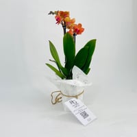 Orchid plant No.11317 - Image 2