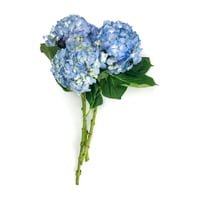 14229 - صورة 1