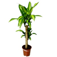 956-558 - صورة 1