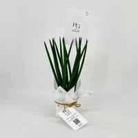 Sansevieria No.11387 - Image 1