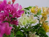 3883-206 - صورة 3