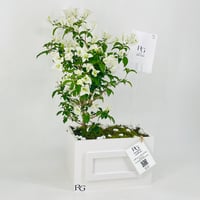 12465 - Image 2