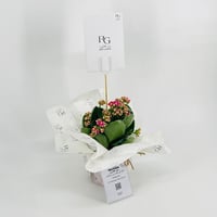 نبات الكلانشو فوشيا رقم.9553-382 - صورة 2
