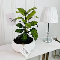 نبات كالاتيا مقاس 12 سم، ارتفاع 40 سم رقم.16780 - صورة 1