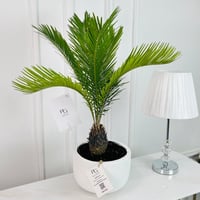 نبات النخيل الساغو رقم.16903 - صورة 1