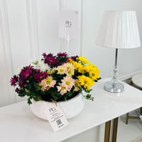 Chrysanth Mix Plant No.16731 - Image 1