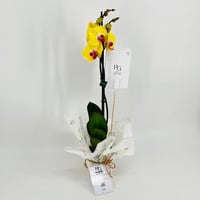 9590-249 - صورة 2