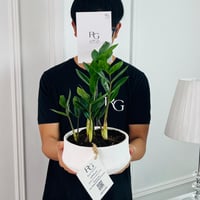 Zamioculcas Plant No.16720 - Image 2
