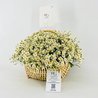 14462 - Image 3