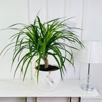 Dracaena plant No.16588 - Image 1
