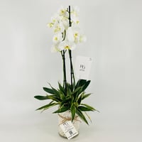 13294 - Image 4