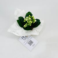 Kalanchoe plant No.11306 - Image 1