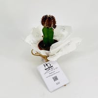 Gymnocalycium No.9609-551 - صورة 1