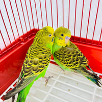 10283 - صورة 4