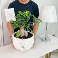 Bonsai Ficus Plant No.16896 - Image 2