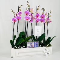 12474 - Image 2