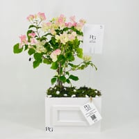 12456 - Image 1