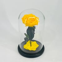 11235 - صورة 1