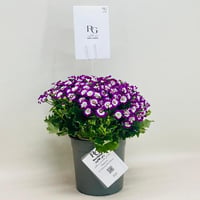 7951 - Image 3