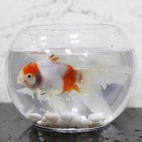 Aquarium ornamental fish with tropical molar fish - Image 1