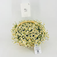 14462 - Image 5