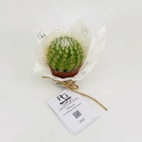 Cactus No.9607-551 - Image 1