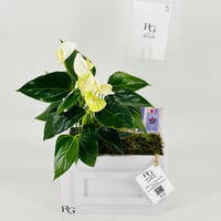 12844 - صورة 4
