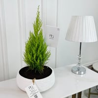 Cupressus Macrocarpa Plant 70 cm No.16733 - Image 1
