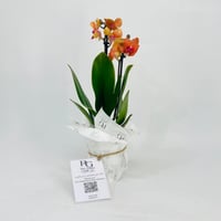 Orchid plant No.11317 - Image 3