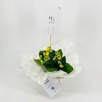 نبات الكلانشو اصفر رقم.9556 - صورة 2