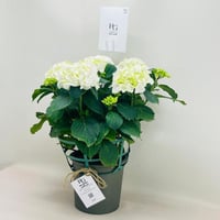 7949 - صورة 3