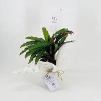 نبات الاجلونيمارقم.9563 - صورة 3