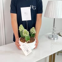 oruga grafted cactus plant No.16812 - Image 2