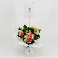 نبات الهايدرنجا رقم.9557 - صورة 1