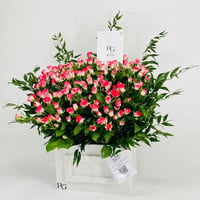 10558-475 - صورة 3