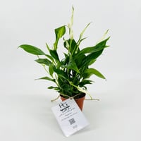 942-51 - Image 1