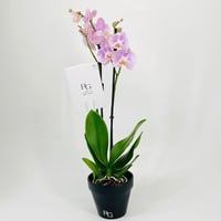 نبات اوركيد رقم.9821 - صورة 3
