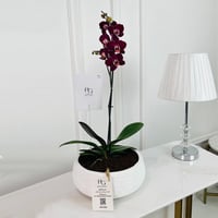 Phalaenopsis Plant No.16784 - Image 1