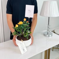 نبات الروز رقم.16732 - صورة 2