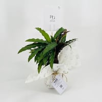 نبات الاجلونيمارقم.9563 - صورة 2