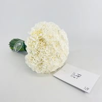 15295 - صورة 1