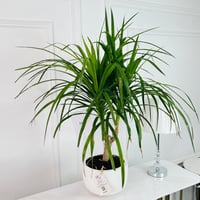Dragon Tree Plant No.16881 - Image 1