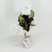 نبات الكلاثيارقم.9564 - صورة 2