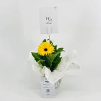 Yellow gerbera plant No.9544 - صورة 1