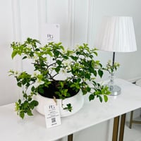 White Bougainvillea Plant No.16893 - Image 1